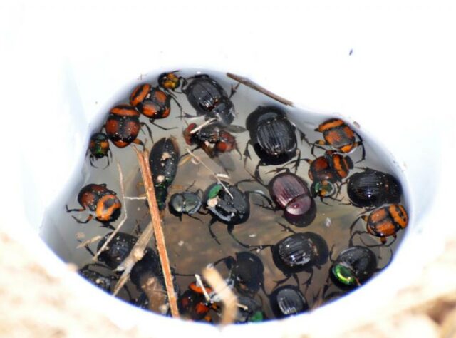 Beetles