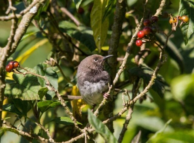 Taita Apalis (Apalis fuscigularis)