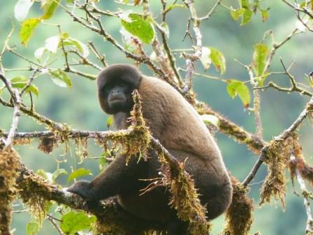 Woolly monkey