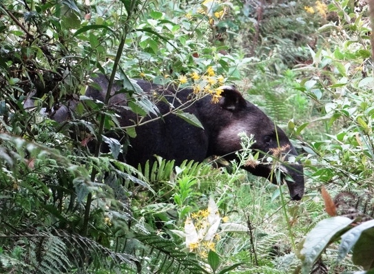 Mountain Tapir