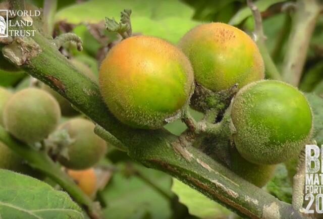 Naranjilla fruit