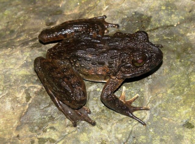Quasipaa verrucospinosa