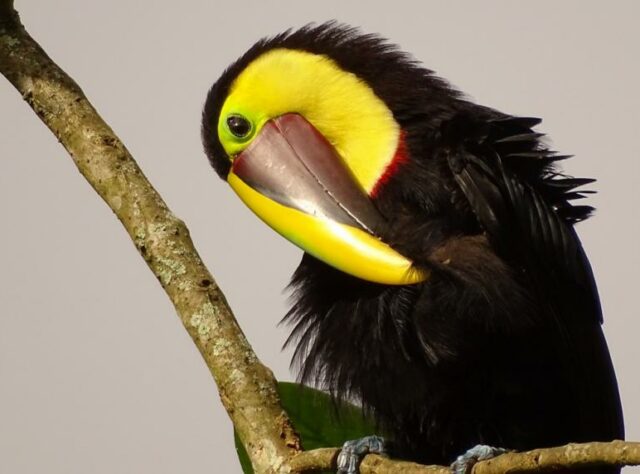 Chestnut-Mandibled toucan.