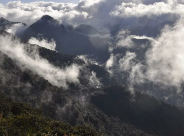 Forests in the Sky.