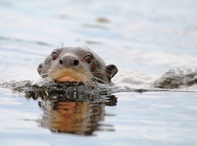 Giant Brazilian Otter swimming