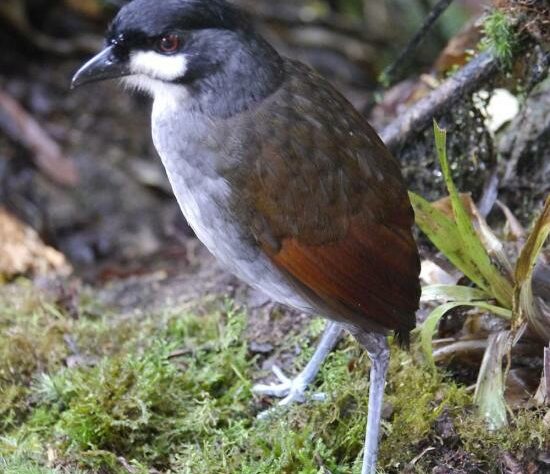 Jocotoco Antpitta.