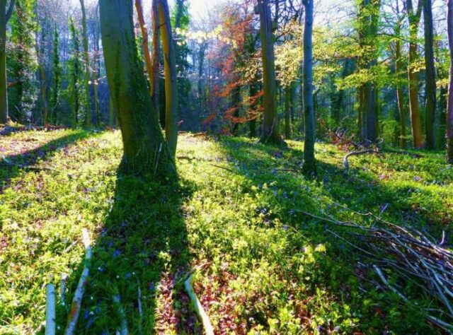 Beech woodland at Kites Hill.