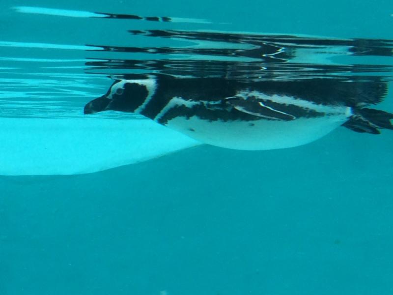 magellanic-penguin.jpg Magellanic Penguin