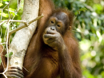Orang-utan