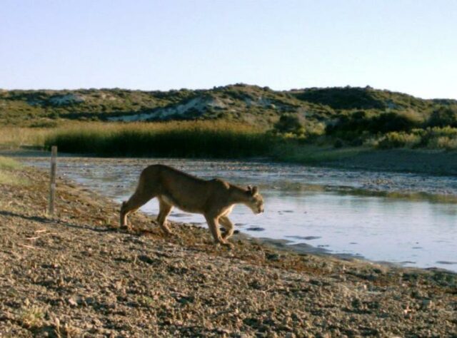 Puma at waters edge, La Esperanza