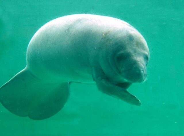 West Indian Manatee.