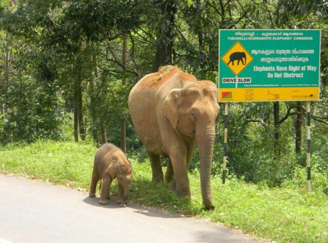 Elephant and calf.