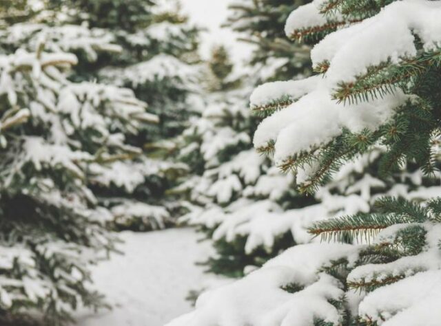 Fir branches covered in snow.