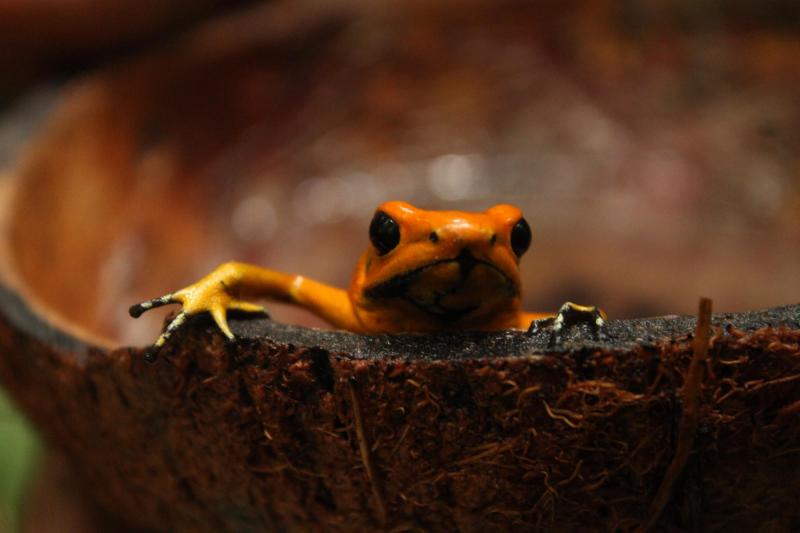 Golden Poison Frog: Species in World Land Trust reserves