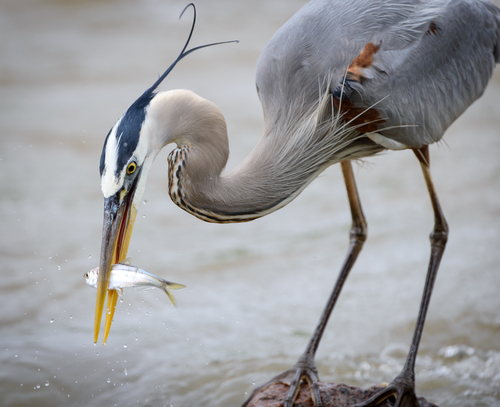 Great Blue Heron.