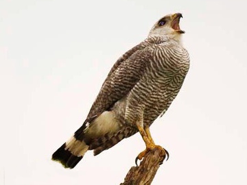 Grey-backed Hawk.