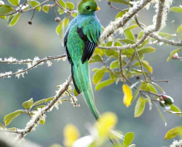 Resplendant Quetzal