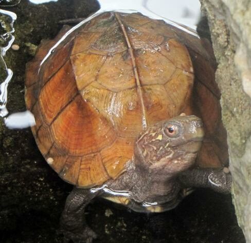 Keeled Box Turtle.