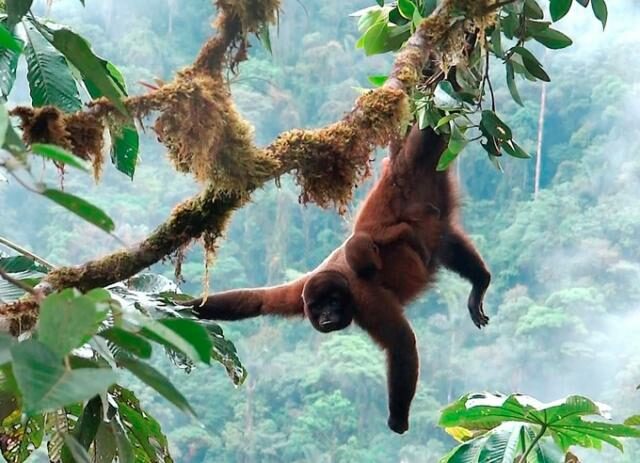 Woolly Monkey