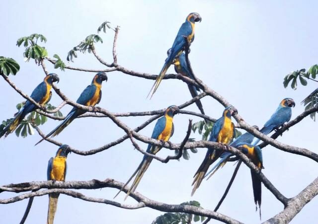 Blue-throated Macaws.