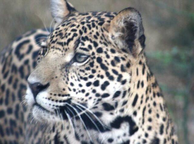 Jaguar in the wild, close up