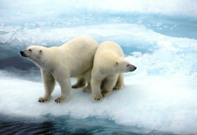 Two Polar Bears on an ice sheet.