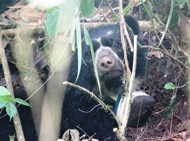 Spectacled Bear