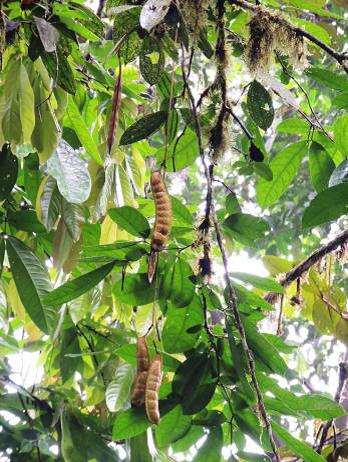 Ecuadendron seed pods.