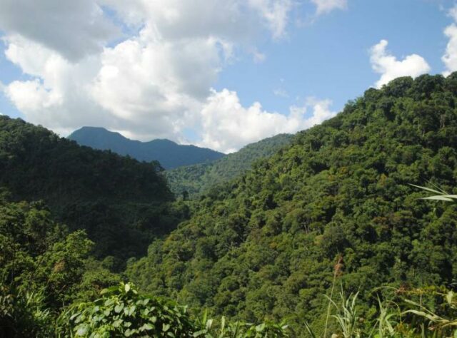 Khe Nuoc Trong forest.