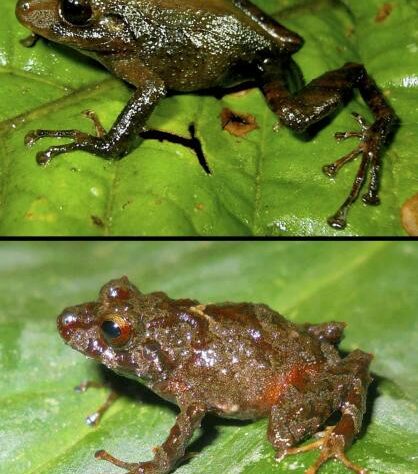 Pristimantis pinchaque (top) and Pristimantis sacharuna.