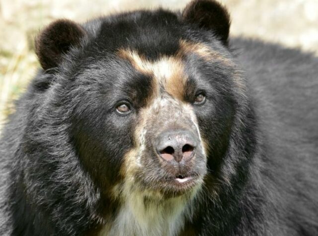 Spectacled Bear