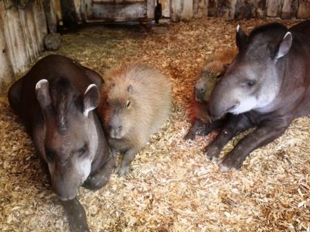 A capybara lies between two tapirs at Blackpool Zoo.