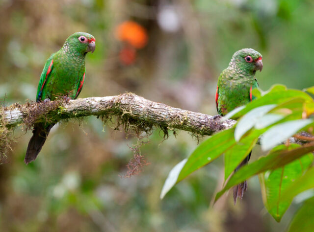 El Oro Parakeet.