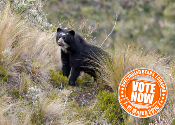 Spectacled Bear.