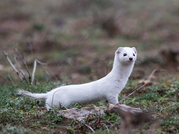 Least Weasel.
