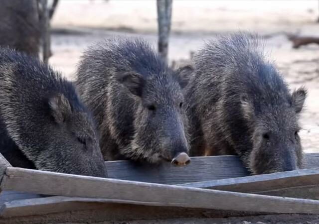 Chacoan Peccary feed from a trouch in captivity.