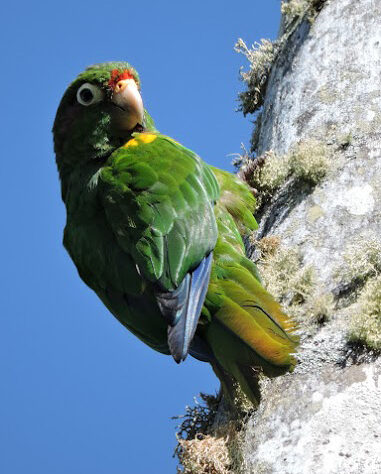 Santa Marta Parakeet.