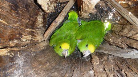 Yellow-headed Parrot chicks, seen from above.