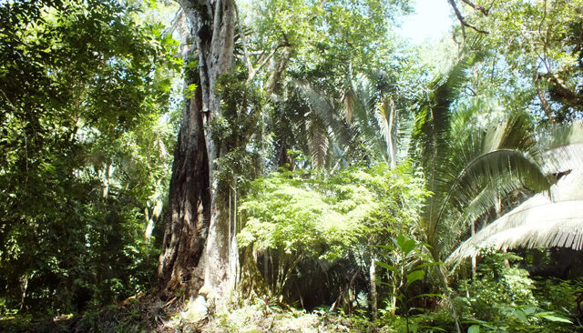 Tropical forest at RBCMA.