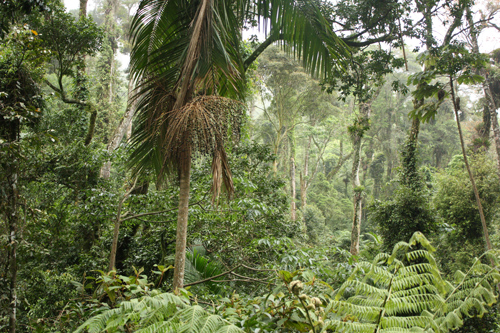Olympic Forest Reserve.