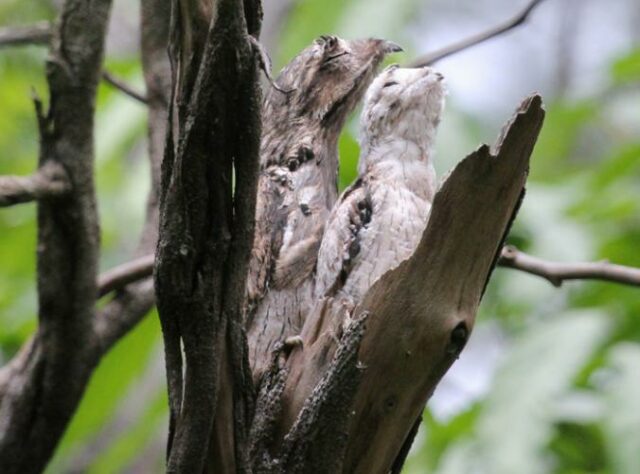 Common Potoo mother and chick.