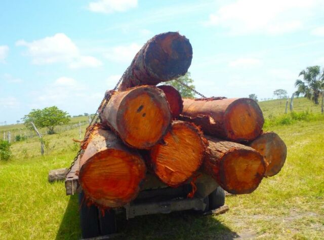 Confiscated logs.