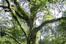 bosque-mesofilo-de-montana-sierra-gorda-roberto-pedraza.jpg
