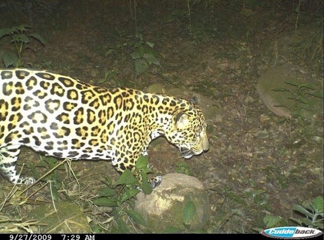 Image of Jaguar from camera-trap study carried out in El Pantanoso.
