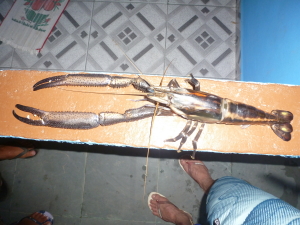 Pitu Macrobrachium carcinus. Credit: Adilei Carvalho da Cunha, REGUA