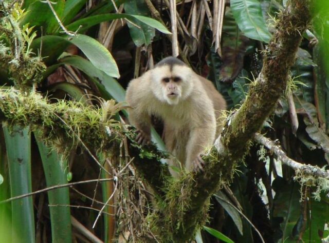 White-fronted Capuchin