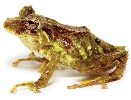 Yanez Rain Frog. Credit: Navarrete et al, 2016.