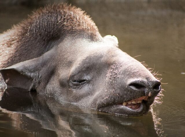 Lowland tapir swimming