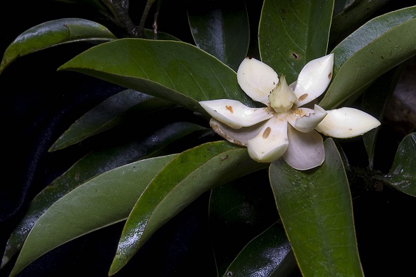 magnolia1.jpg