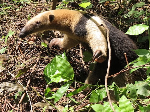 Northern Tamandua release